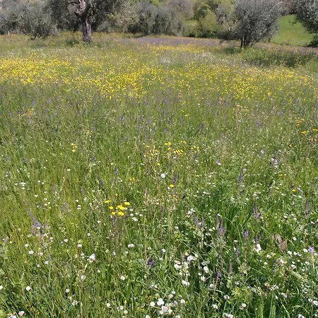 Il Sorger Del Sole 3* Avenale