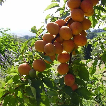 Nocleg ze śniadaniem Il Sorger Del Sole Avenale